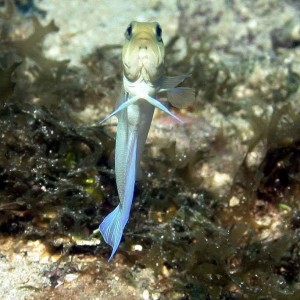 Yellow Headed Jawfish