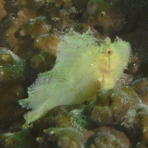 Leaf Fish