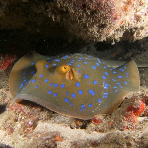 Blue Spot Sting Ray