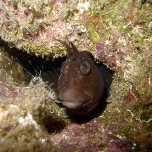 Blenny in an engine block