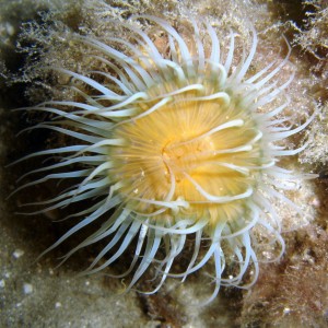 Lovely Anemone
