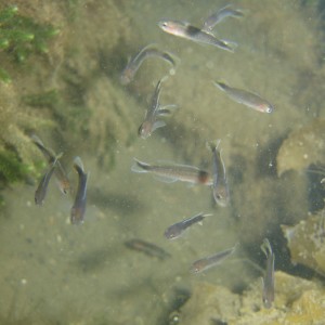 Noarlunga Hulafish