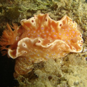 Short Tail nudibranch