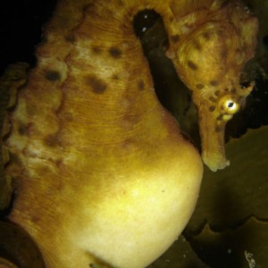 Pregnant Pot Belly Seahorse