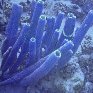 Curacao Reef Sponges