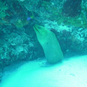 Moray Eel