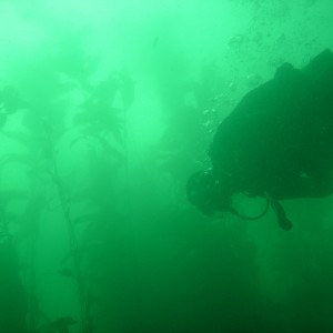 Dive Buddy in the Kelp