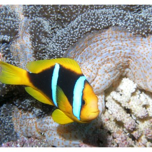 AnemoneFish1