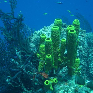 French Cay-Turks and Caicos