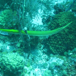 French Cay-Turks and Caicos