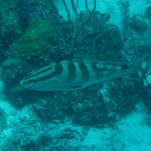 French Cay-Turks and Caicos