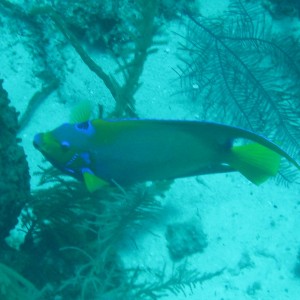 French Cay-Turks and Caicos