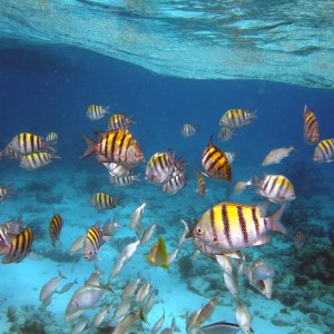 Snorkel_Cayman