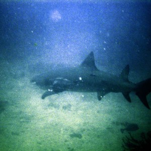 Shark_Boynton_Beach_2_
