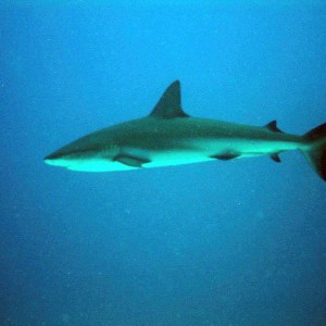 Shark_Cayman