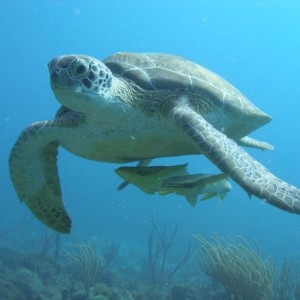 Two_Ray_Bay_Turtle