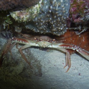 crab, night diving