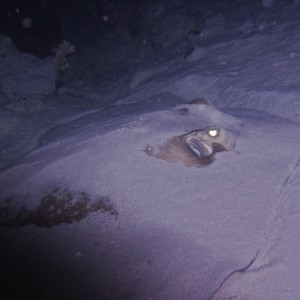 Ray buried in the sand, night dive