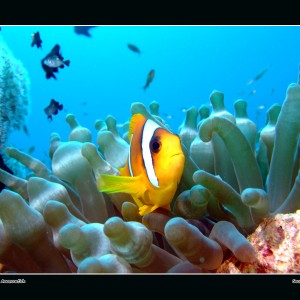 Red Sea Anemonefish