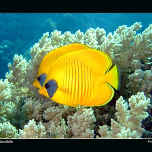 Masked Butterflyfish