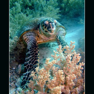 Hawksbill Turtle