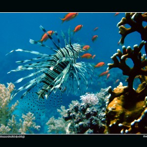 Common Lionfish