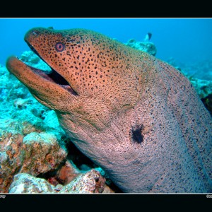 Giant Moray