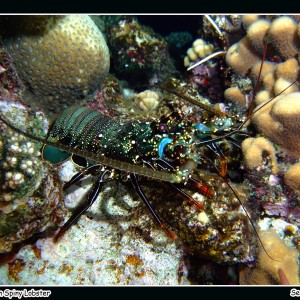 Pronghorn Spiny Lobster