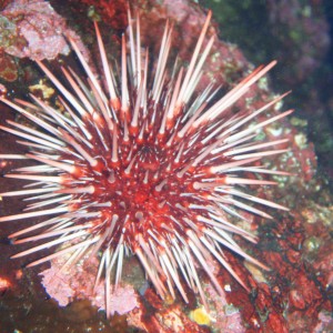 Red Urchin