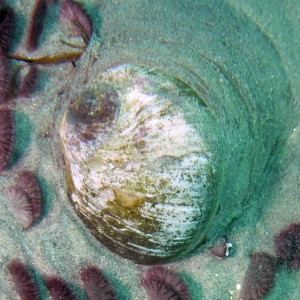 Lewis Moon Snail