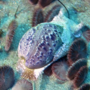 Gould's Bubble Snail