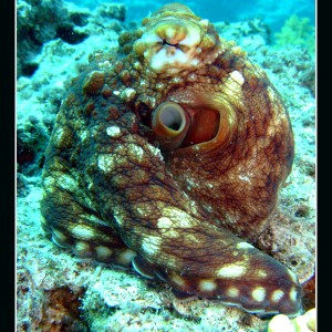 Reef Octopus