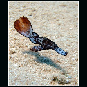 Robust Ghost Pipefish