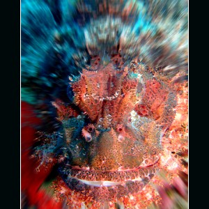 Smallscale Scorpionfish