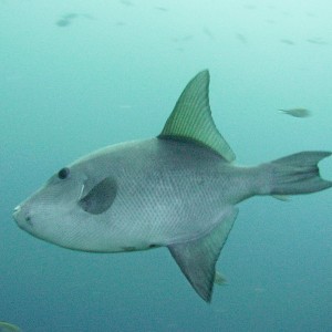 Large Ocean Triggerfish