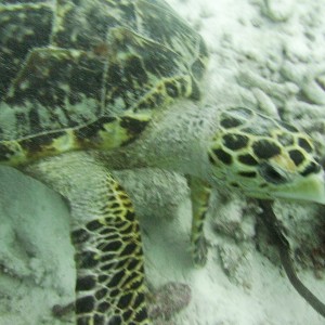 Small turtle feeding