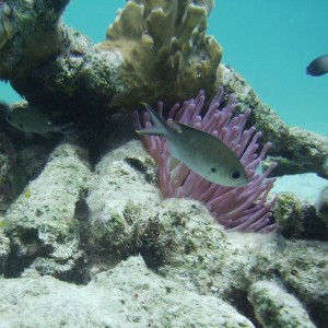 Small reef life II