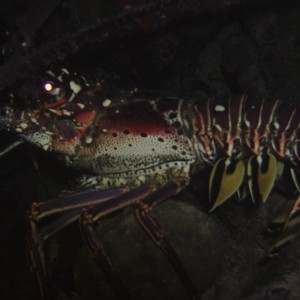 Lobster on night dive