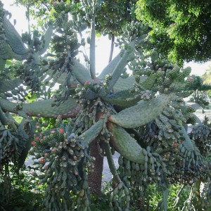 flowering cactus