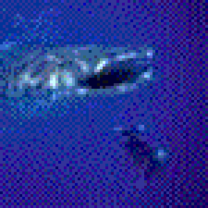 Whale Shark at Guinjata Bay