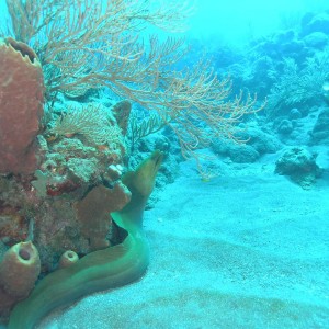 Underwater Saba and Statia shots
