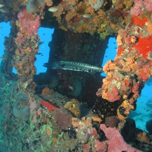 Underwater Saba and Statia shots