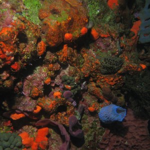 Underwater Saba and Statia shots