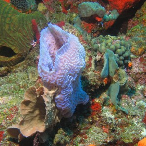 Underwater Saba and Statia shots