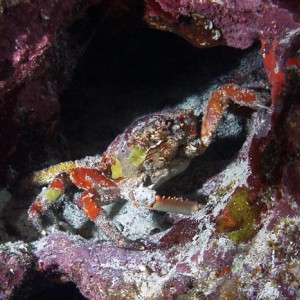 Channel Clinging crab