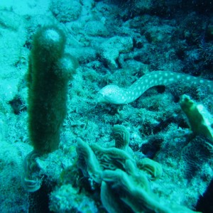 Bonaire ,Oil Slick