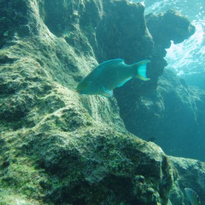 Bonaire Oil Slick