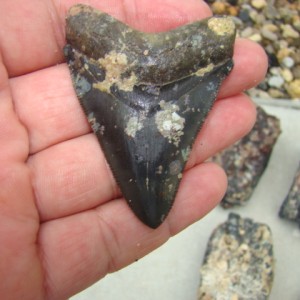 Megalodon