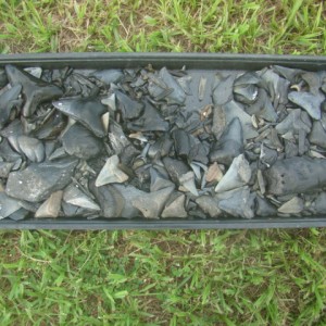 Tray full of shark teeth