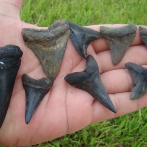 Megalodon and Mako's